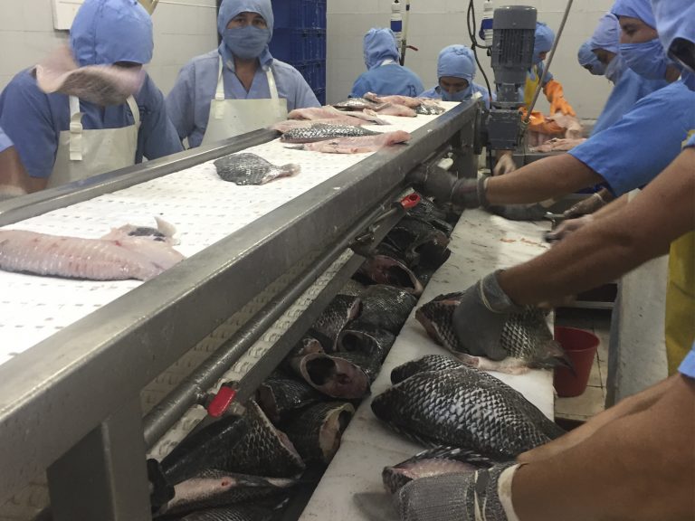 Tilapia en Filete Tipo Exportación Tilapia tipo exportación