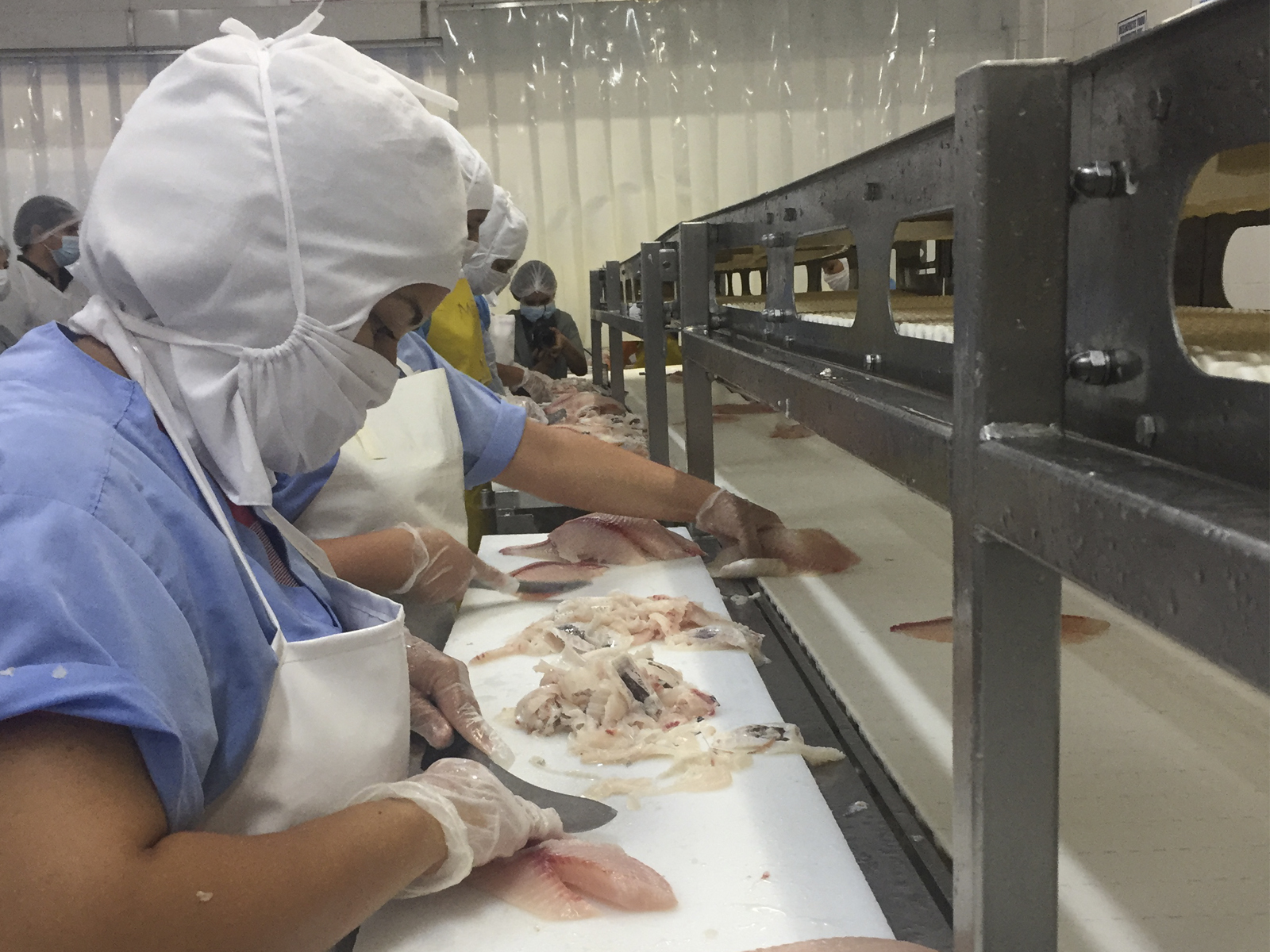 Tilapia en Filete Tipo Exportación Tilapia tipo exportación